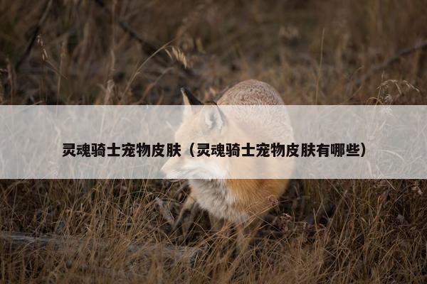 灵魂骑士宠物皮肤（灵魂骑士宠物皮肤有哪些）