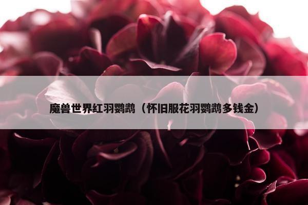 魔兽世界红羽鹦鹉（怀旧服花羽鹦鹉多钱金）