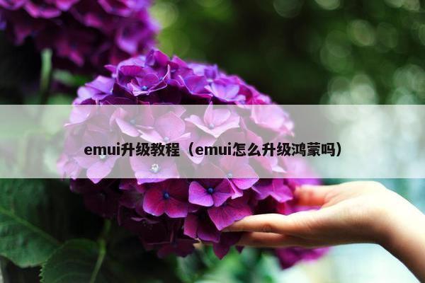 emui升级教程（emui怎么升级鸿蒙吗）